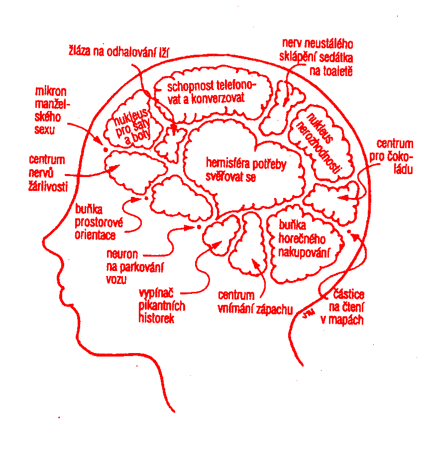 Mozek eny
